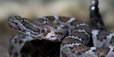 Richmond snake